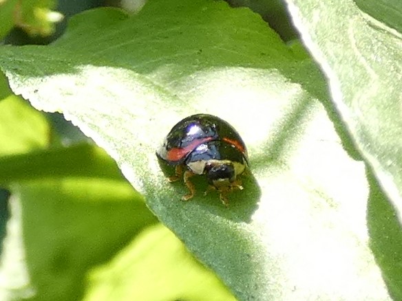 photo_3